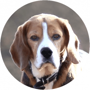 beagle-dogs-and-puppies-for-sale