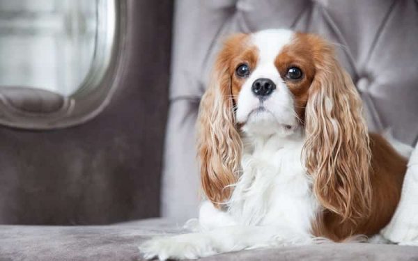 The History of King Charles Spaniel | NewDoggy.com