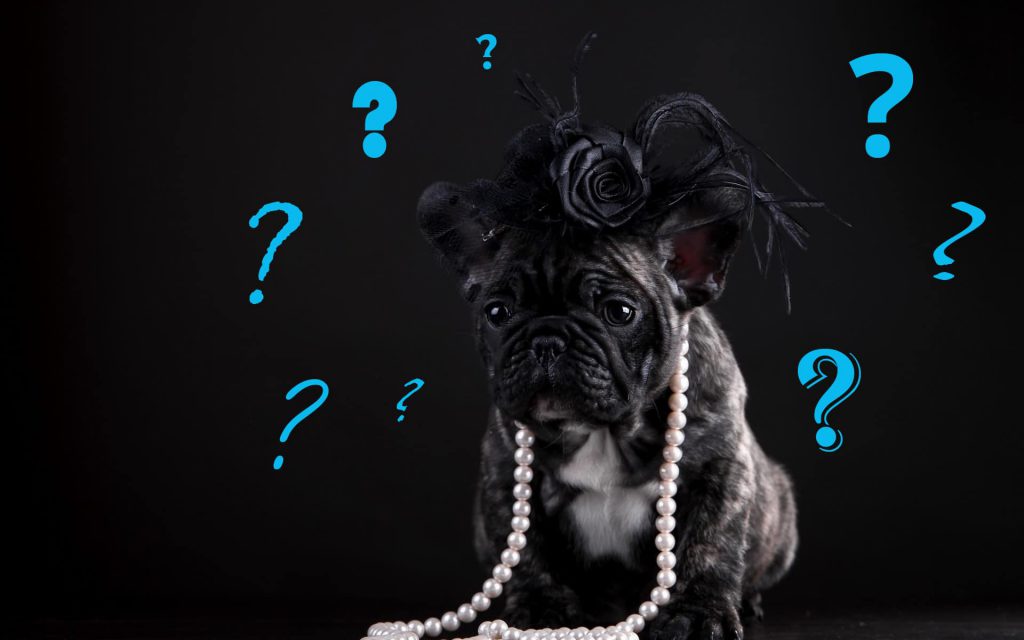 What to Consider When You Choose a Dog Breed | New Doggy