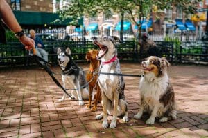 choose a dog breed article, dogs on leashes in Greenwich Park