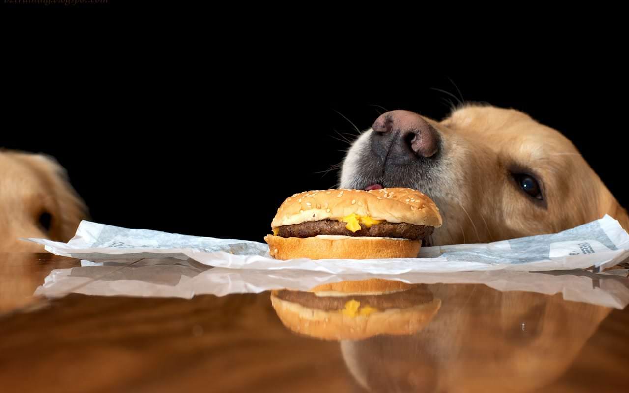 Human Foods Your Dog Shouldn’t Eat | New Doggy