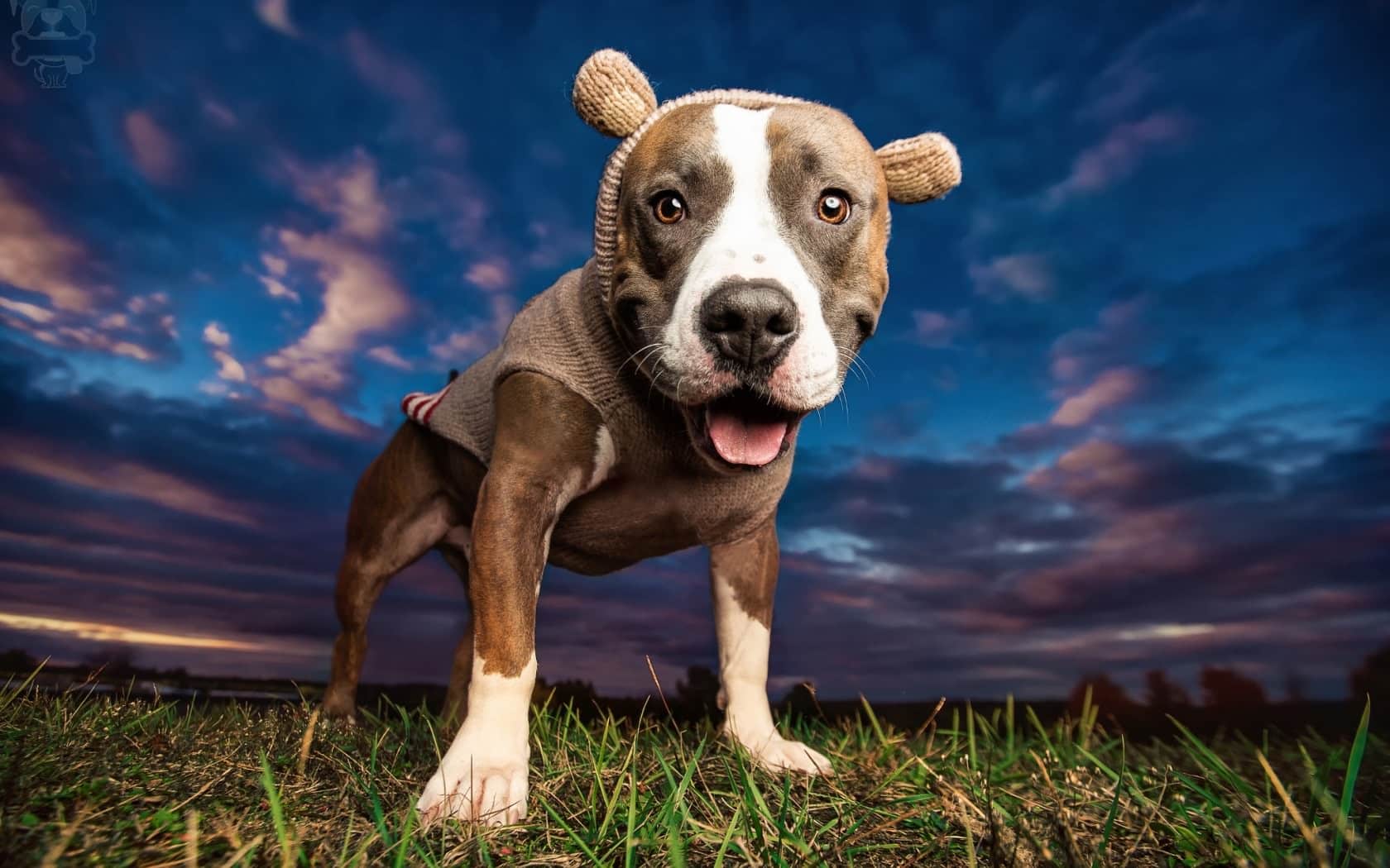 Fashion Designers, Models and Their Four-legged-friends | New Doggy