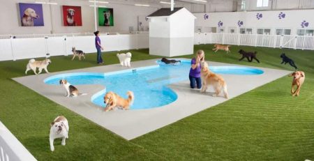 About Boarding Kennels | New Doggy