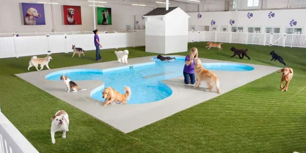 About Boarding Kennels | New Doggy