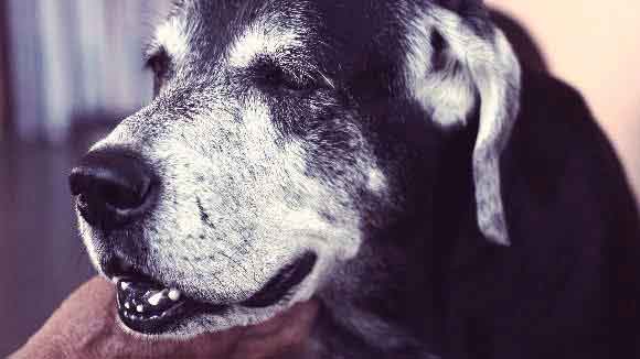 The oldest dogs of the World