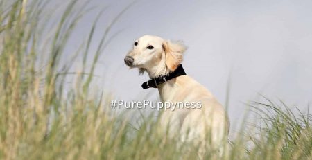 Saluki-the-history-of-saluki