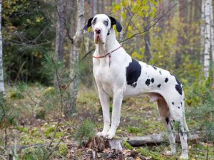 Great Dane - Popular Dogs of Dubai