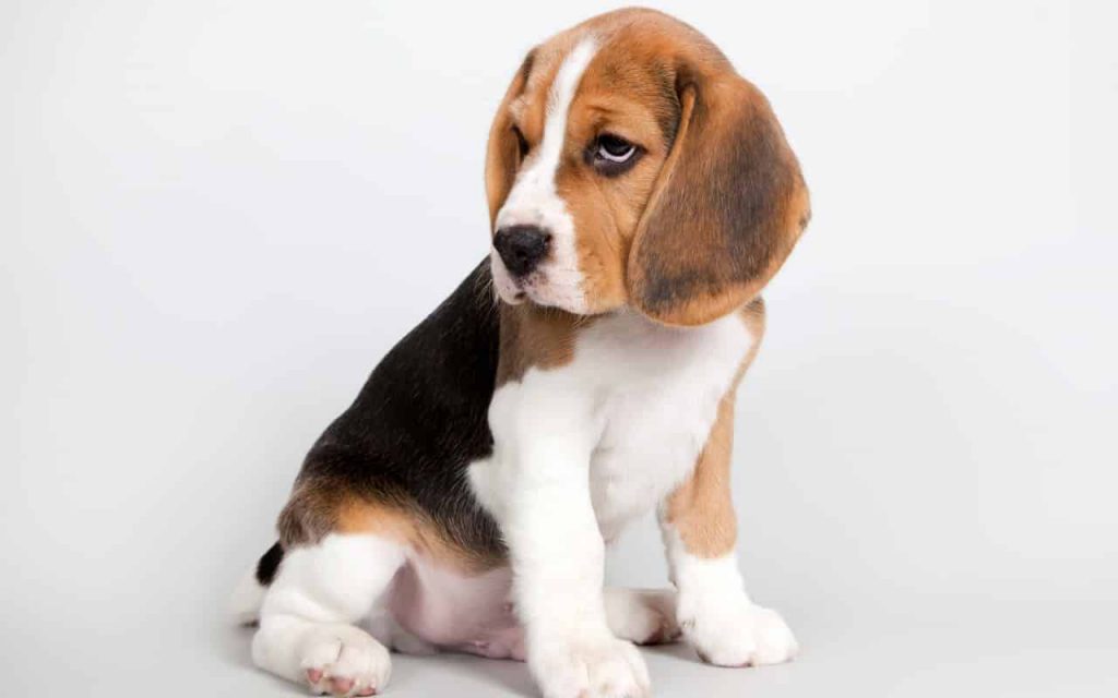 10 Best Dog Breeds for Children Let Us Help to Decide