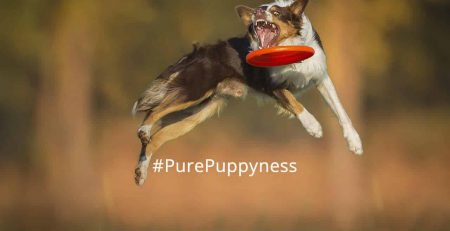 canine agility