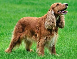 cocker-spaniel-best-dogs-for-children