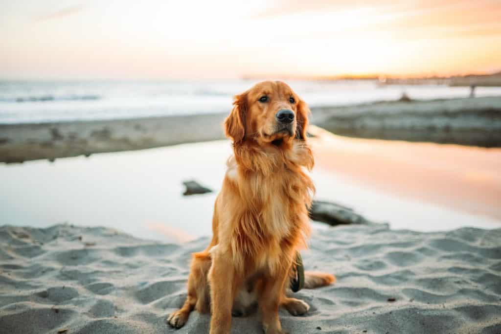 Golden Retriever breed info NewDoggy.com