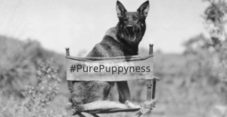 Rin Tin Tin