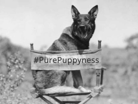 Rin Tin Tin