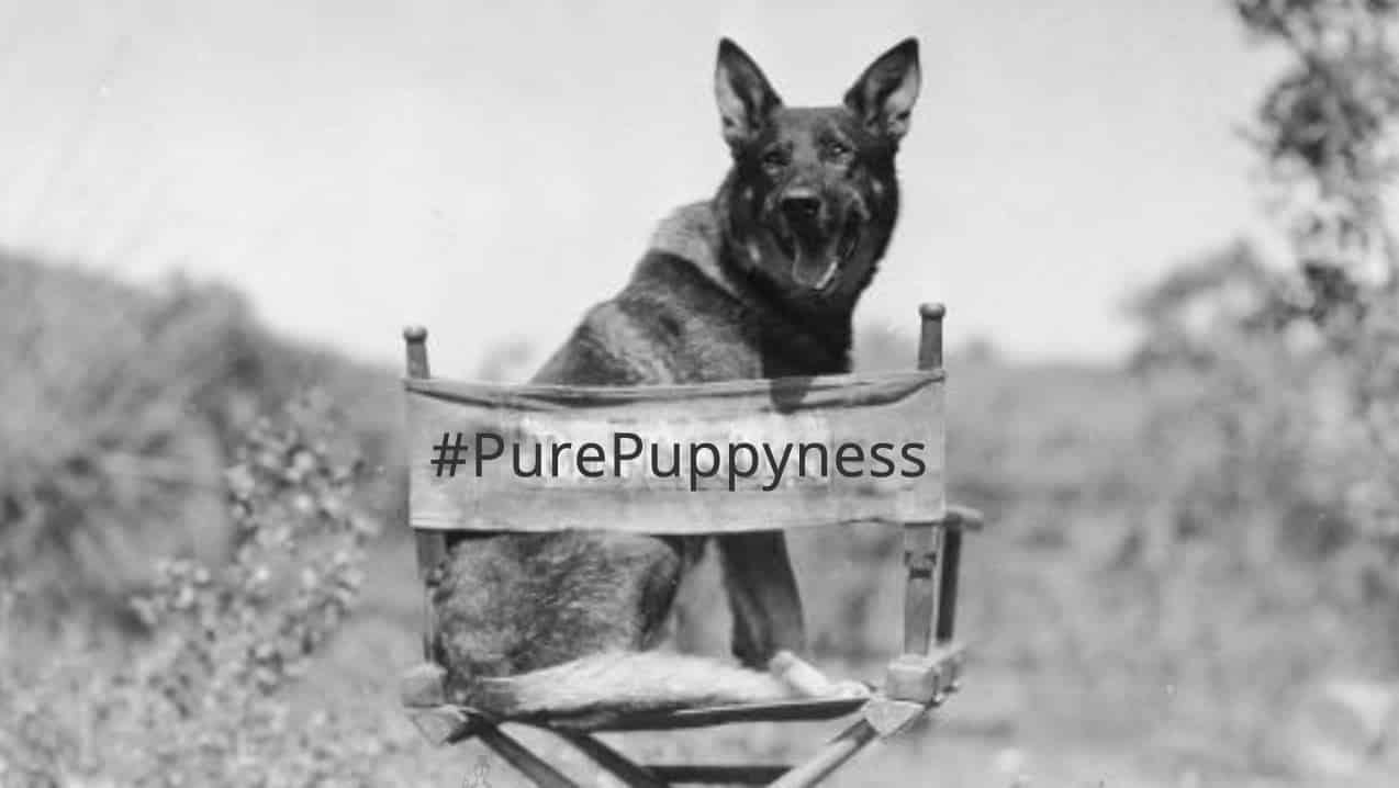 Rin Tin Tin