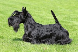 scottish-terrier-best-dogs-for-children