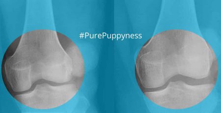 Patellar Luxation