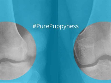 Patellar Luxation