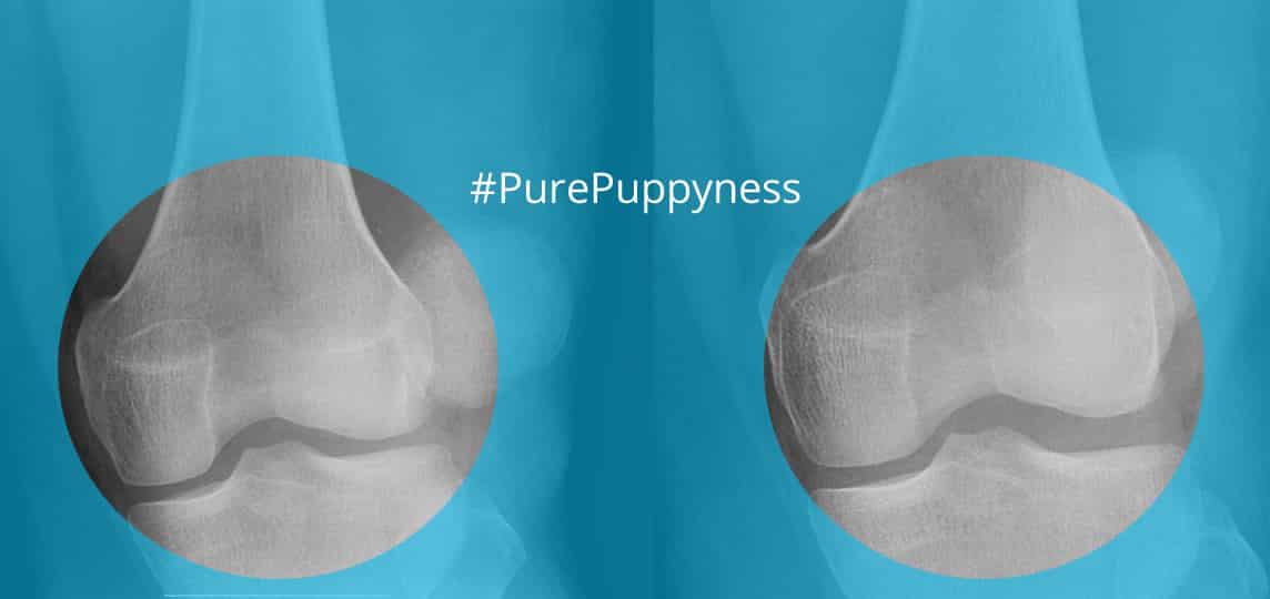 Patellar Luxation