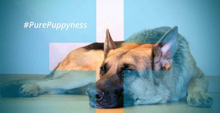 the yearly medical checkoup - german shepherd | newdoggy