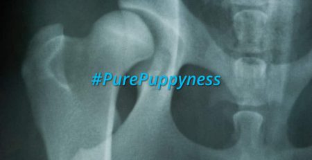 Hip Dysplasia