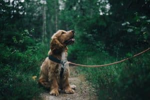 English Cocker Spaniel breed info NewDoggy.com