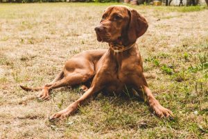 Hungarian Vizsla Breed info NewDoggy.com