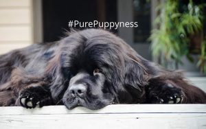 Newfoundland breed indo NewDoggy.com