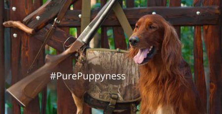 gundogs