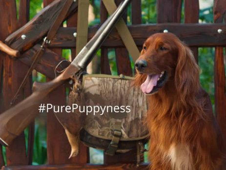 gundogs