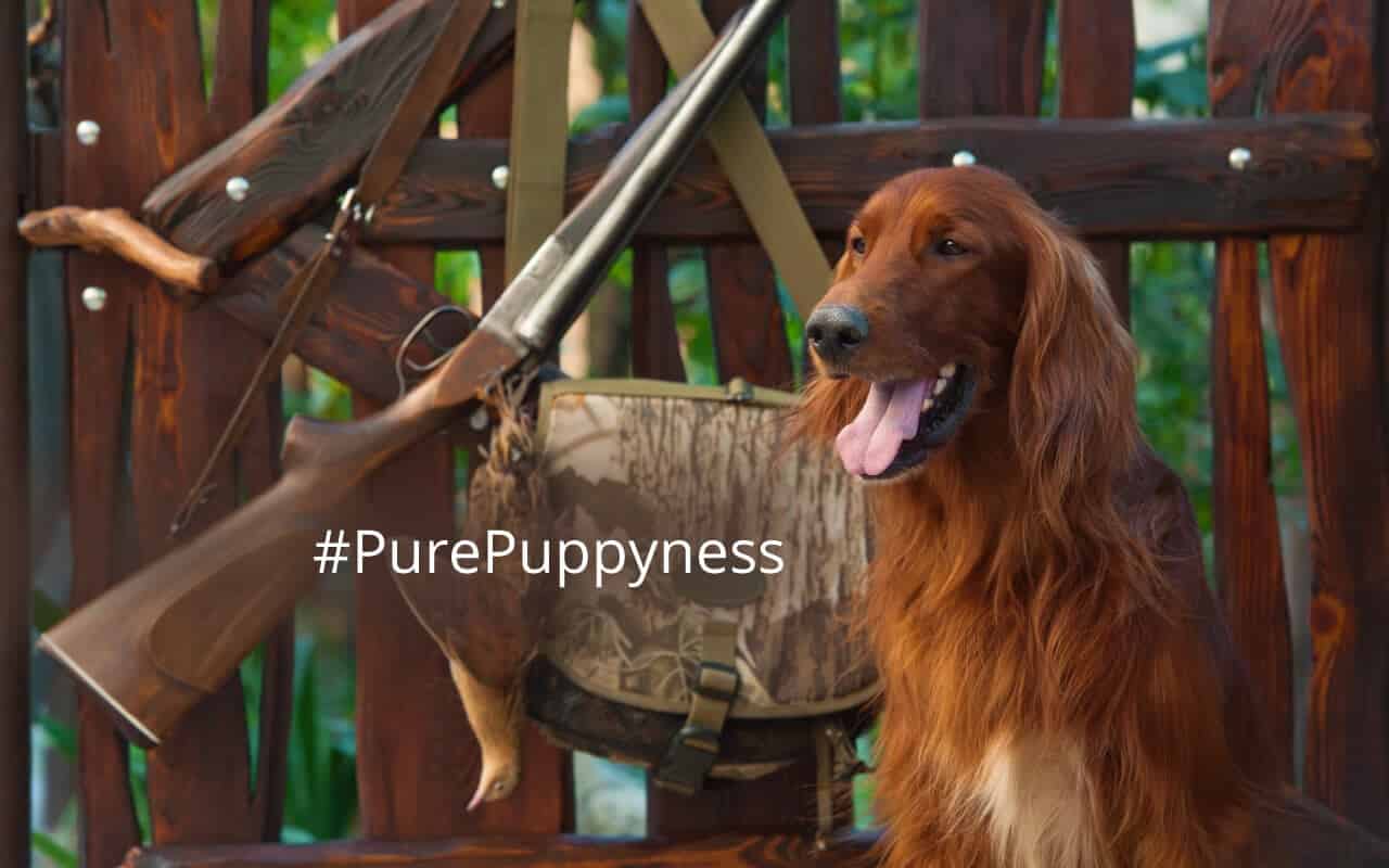 gundogs