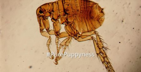 fleas-tiny-enemy