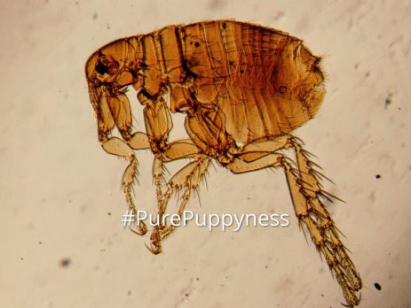 fleas-tiny-enemy