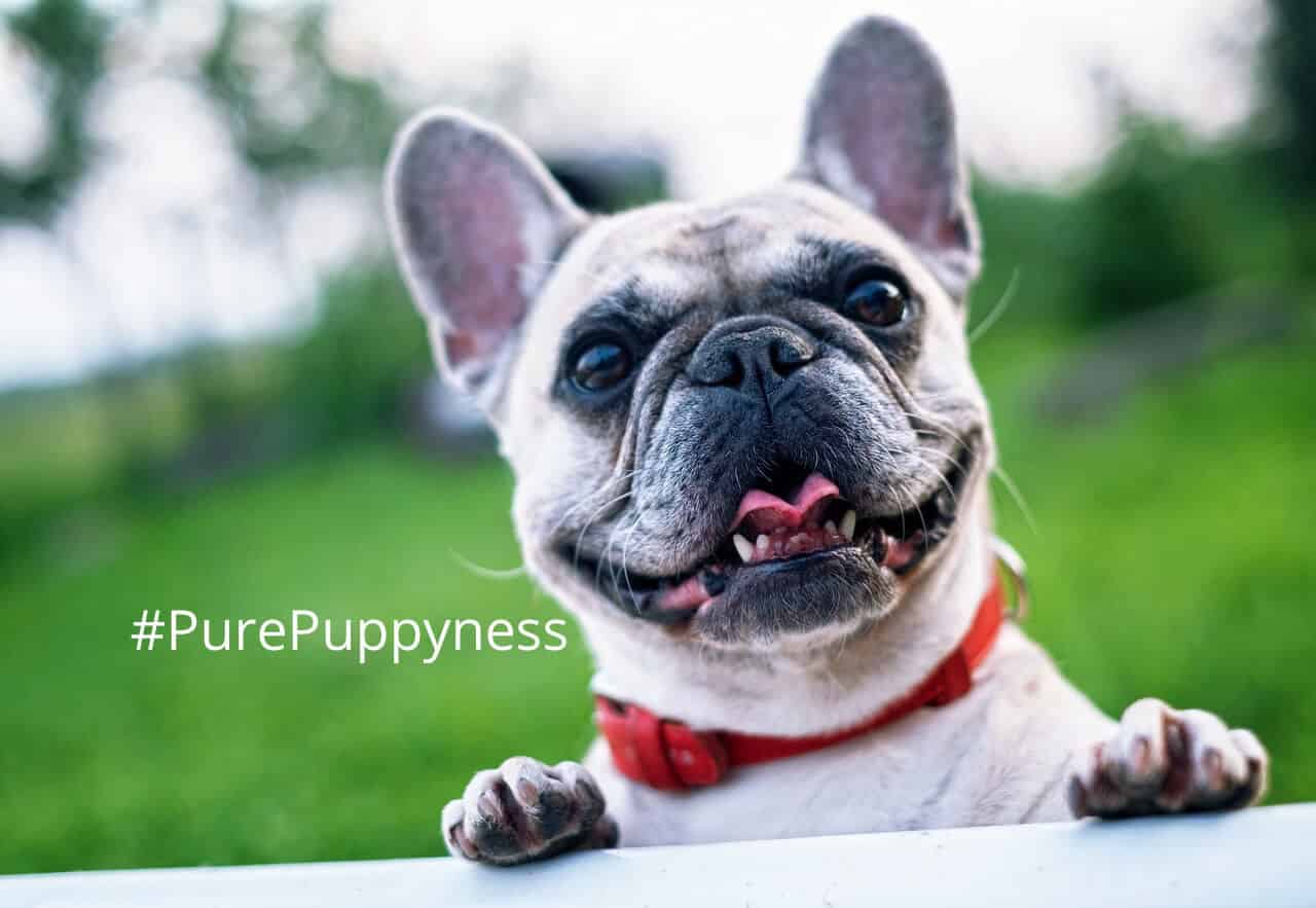 french bulldog right for me
