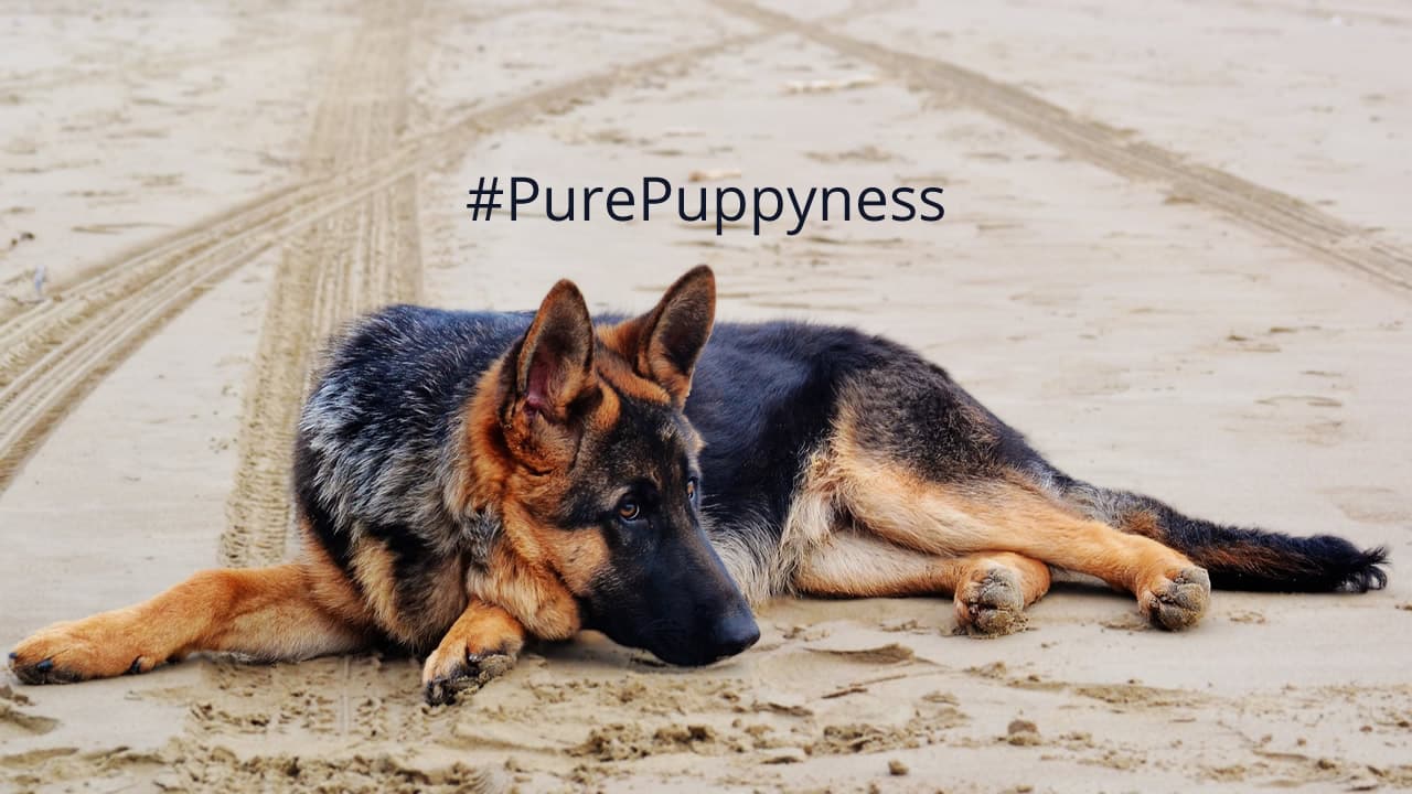 Should I get a German Shepherd