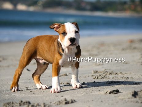 Breed specific legislation