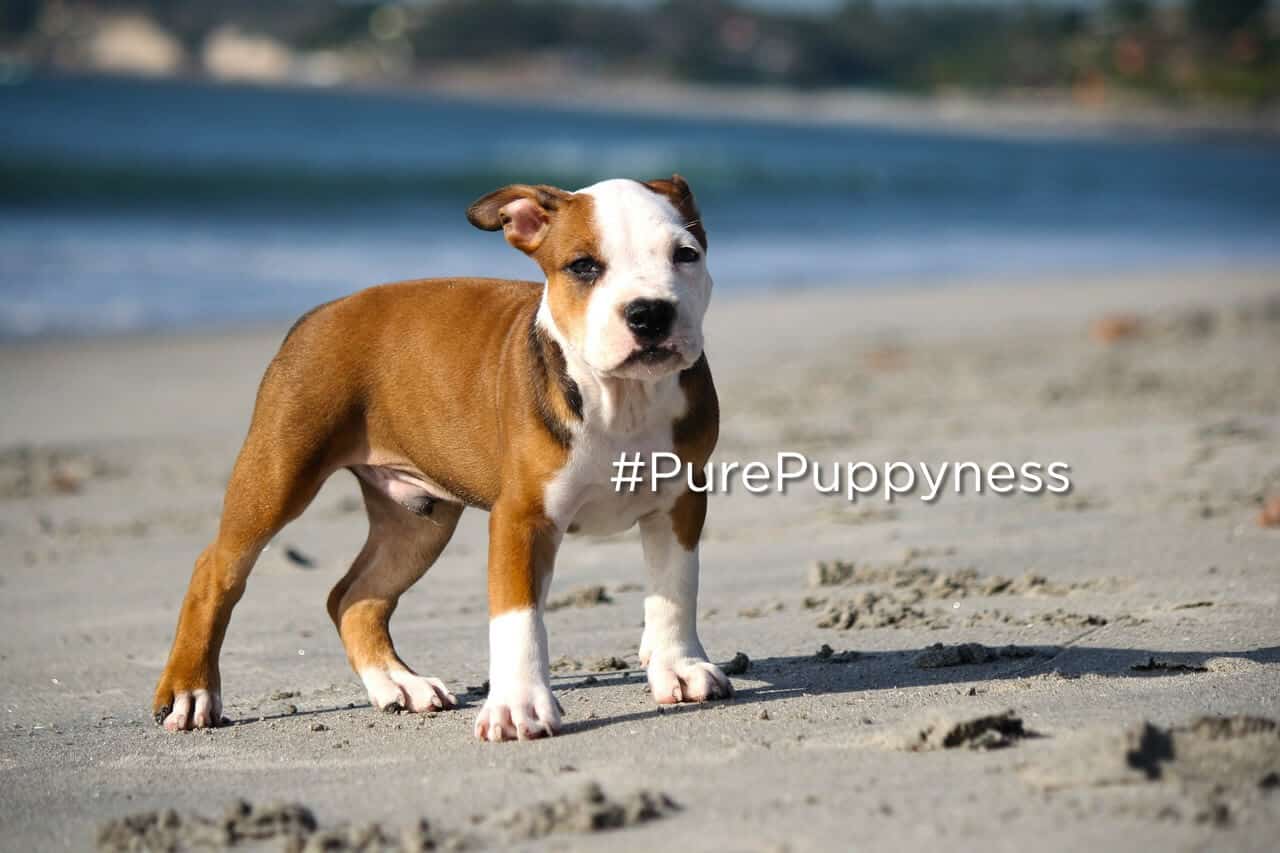 Breed specific legislation