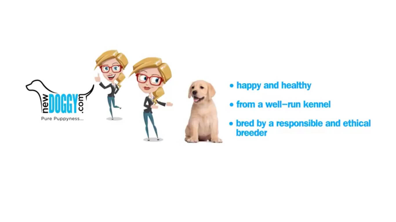 how to pick the right puppy