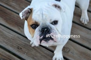what-is-fci-pedigree