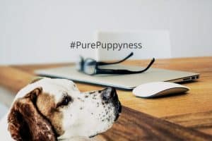 Interesting facts about dogs
