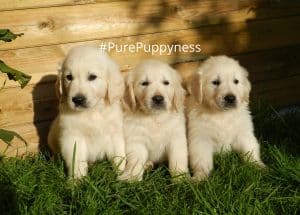 What does it mean for a dog to be purebred