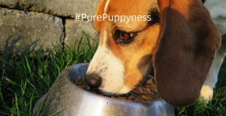 feed my small puppy
