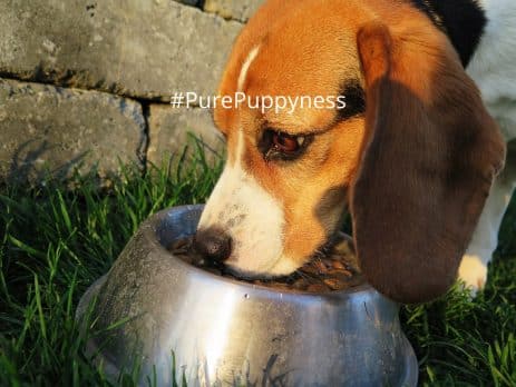 feed my small puppy