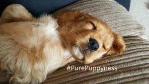 History of the English Cocker Spaniel