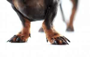 Nails blog NewDoggy.com