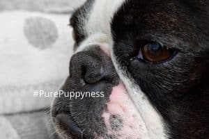 history of the boston terrier