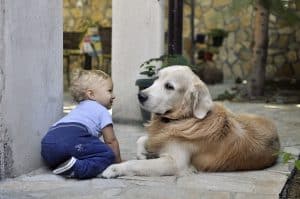 Dog breeds for a family with very young children blog NewDoggy.com