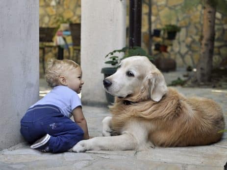Dog breeds for a family with very young children blog NewDoggy.com