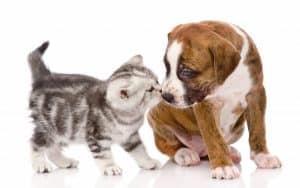 cat and dog