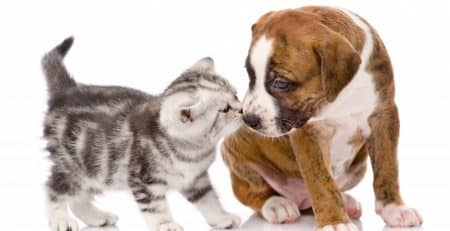 cat and dog