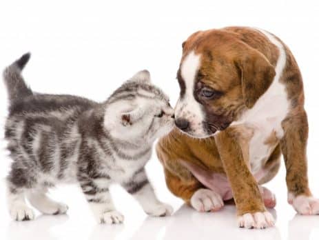 cat and dog